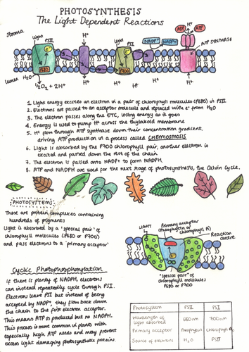 A-Level Biology Photosynthesis: Light Reactions