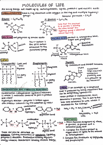 Biology: molecules of life