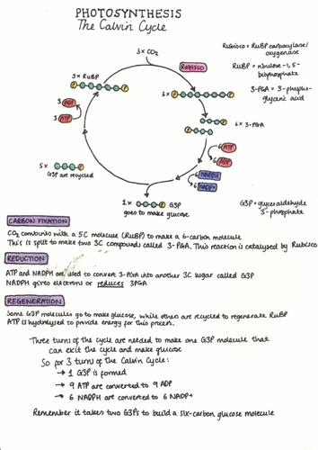 A-Level Biology Photosynthesis: Calvin Cycle