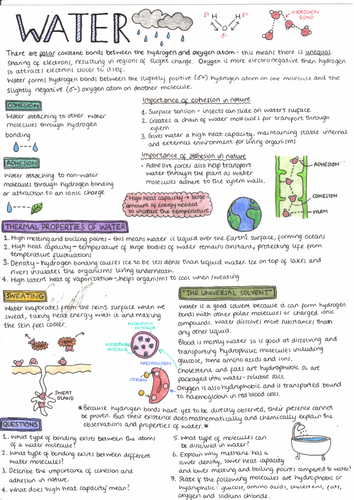 IB Biology: Water