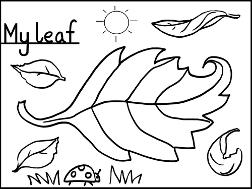 Leaves Colouring Sheet