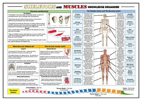 KS2 Skeletons and Muscles Knowledge Organiser!