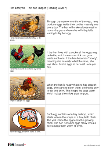 Hen Lifecycle Information Text and Images - Reading Level A - KS1
