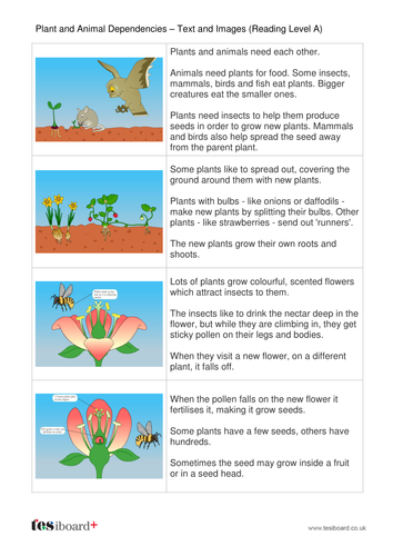 Plants and Trees Information Text, Images and Quiz - Reading Level A - KS1