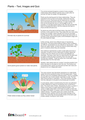Plants and Trees Information Text, Images and Quiz - Reading Level C - KS2