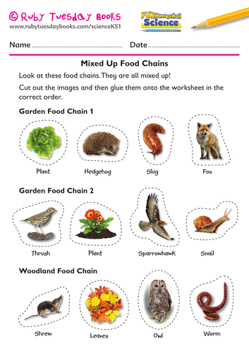 simple food chain worksheet