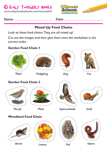 Habitats and food chains - mixed up food chains