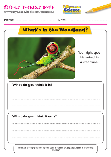 Habitats and food chains- what’s in the woodland?
