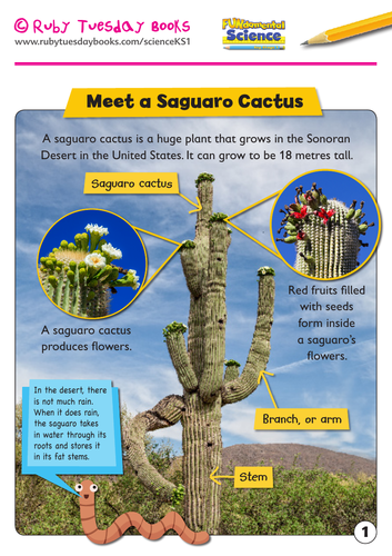Habitats - meet a saguaro cactus