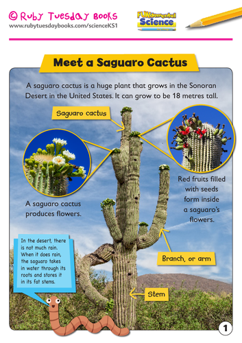 adaptation of cactus