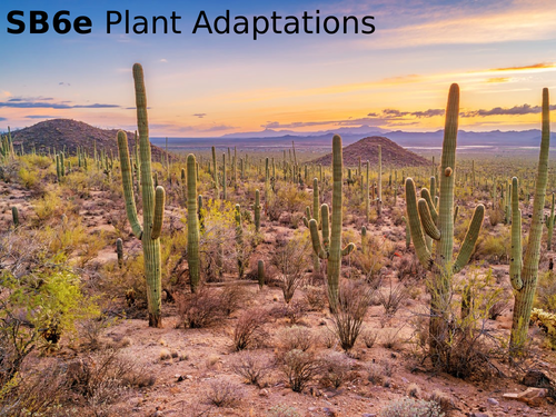 Edexcel SB6e Plant Adaptations