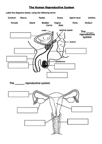 Reproductive System Worksheet - Clashing Pride