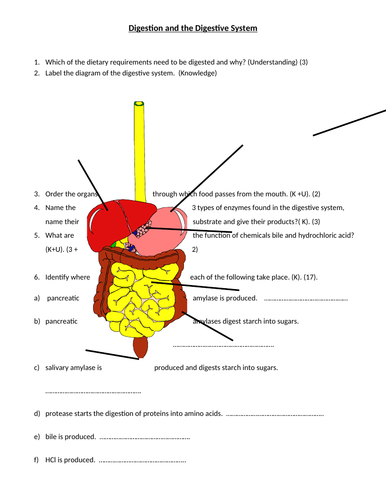 GCSE Biology - Digestion and The Digestive System