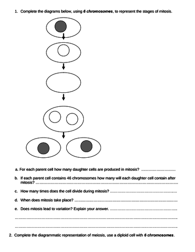 GCSE Biology - Mitosis and Meiosis