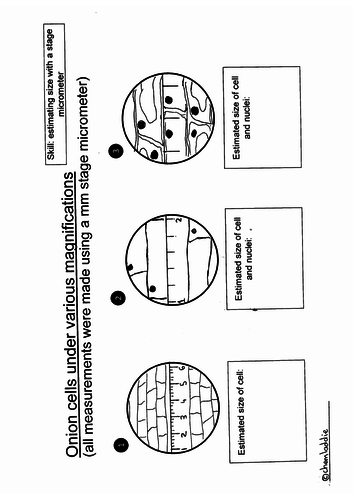 using-a-stage-micrometer-intro-to-cell-size-calcs-teaching-resources