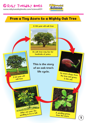 KS1 Science: Plants - life cycle of an oak tree