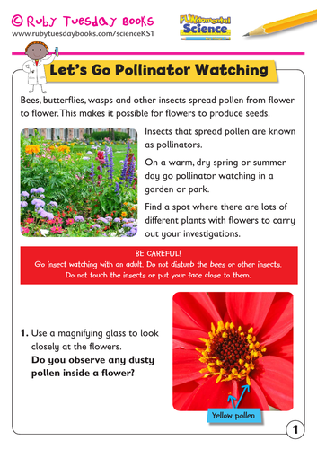 KS1 Science: Plants - Let’s go pollinator watching