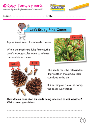 KS1 Science: Plants - Let’s study pine cones