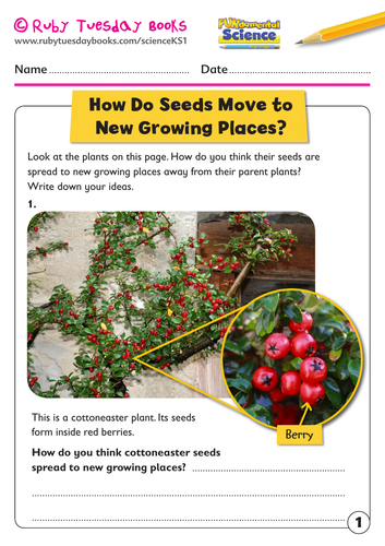 KS1 Science: Plants - How do seeds move to new growing places?