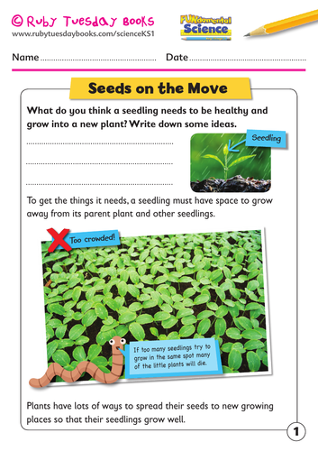 seeds growing into plants worksheet