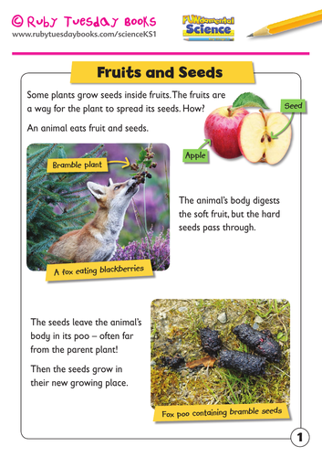 KS1 Science: Plants -Fruits and seeds