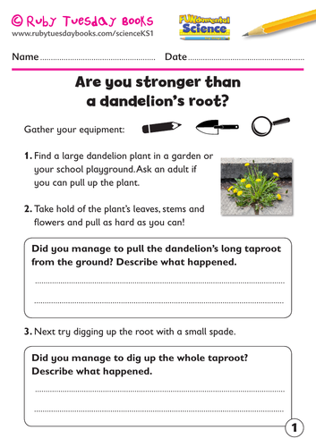 KS1 Science: Plants - Are you stronger than a dandelion’s root?
