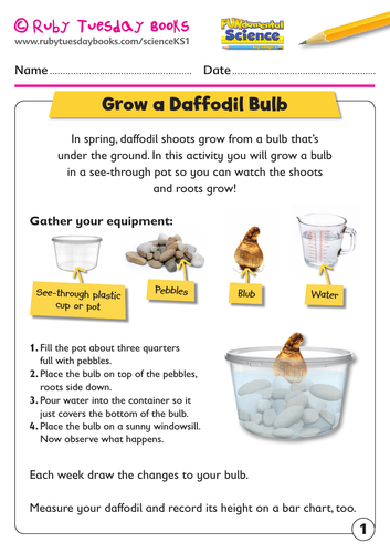KS1 Science: Plants - grow a daffodil bulb