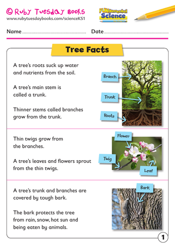 KS1 Science: Plants - tree facts