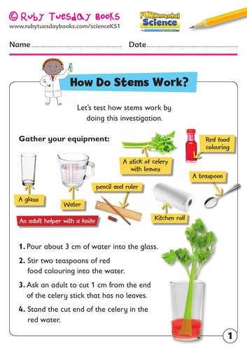KS1 Science: Plants - how do stems work? Celery experiment.