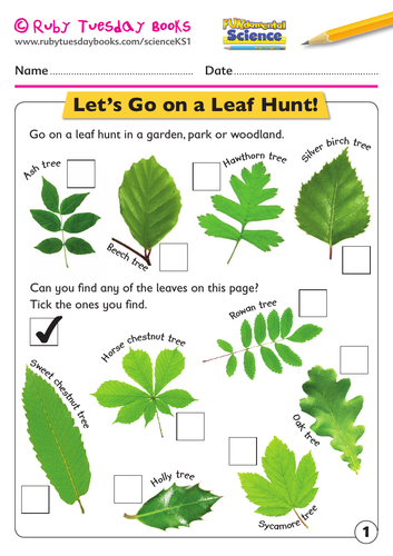 KS1 Science: Plants - let’s go on a leaf hunt!