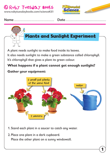 KS1 Science: Plants - plants and sunlight experiment.