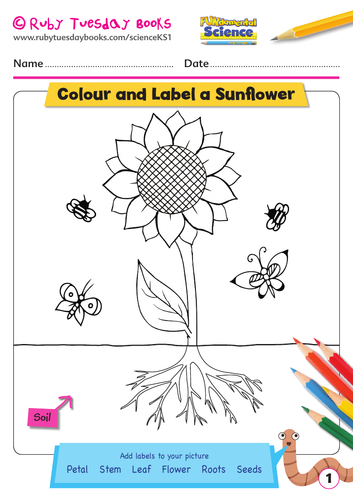 ks1 science plants colourdraw and label a sunflower teaching