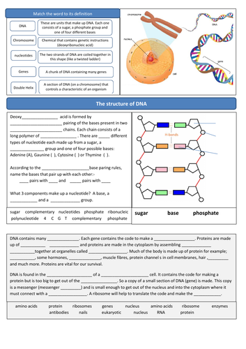 AQA 9-1 DNA and Protein Synthesis Revision