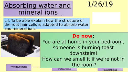 Absorbing water and mineral ions