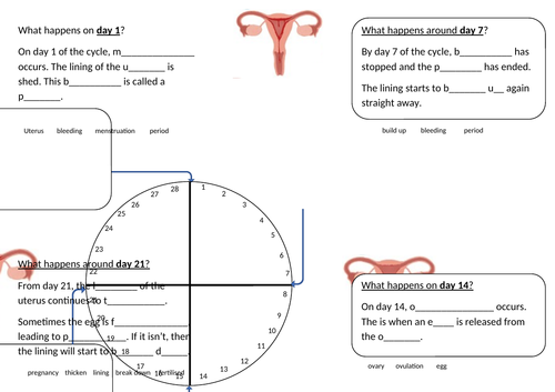 Menstrual Cycle Research/Information Hunt Sheet (Differentiated - Gap-Fill & Challenge Questions)
