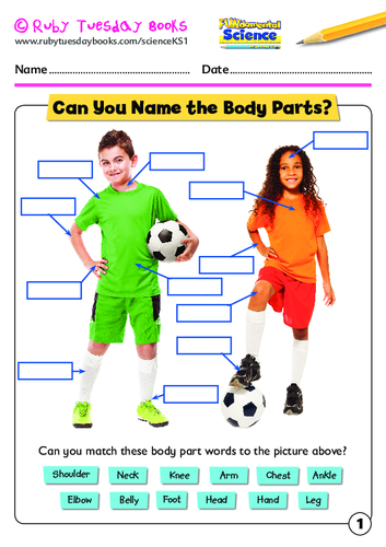 Can you name the body parts?