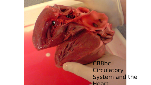 CB8b CB8c The Circulatory system and the Heart (EDEXCEL GCSE 2016)