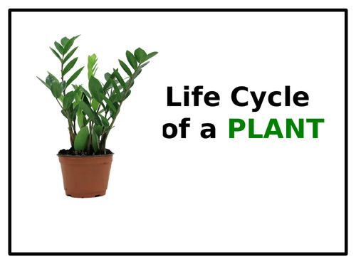 Life Cycle of A Plant - PowerPoint + Activity