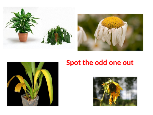 Introduction to photosynthesis KS3