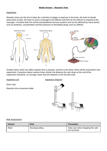Reaction time required practical model answer | Teaching Resources