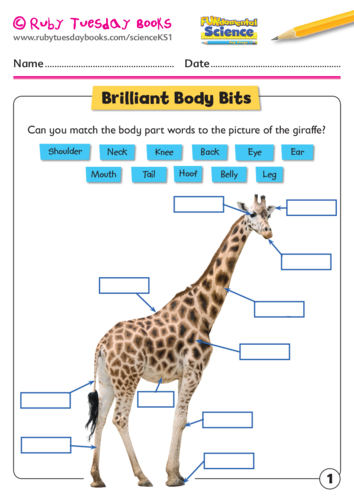 Brilliant body bits (giraffe)
