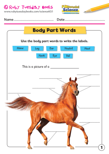 body part words horse teaching resources