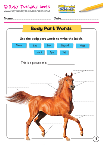 Body part words - horse