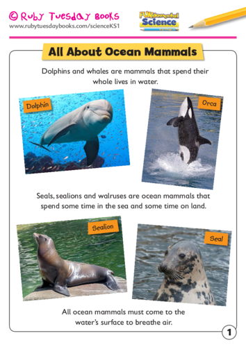 All about ocean mammals