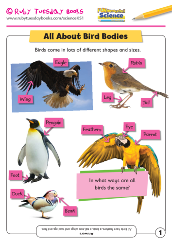 All about bird bodies