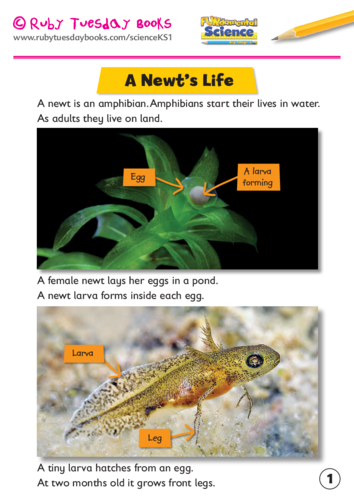 A newt’s life