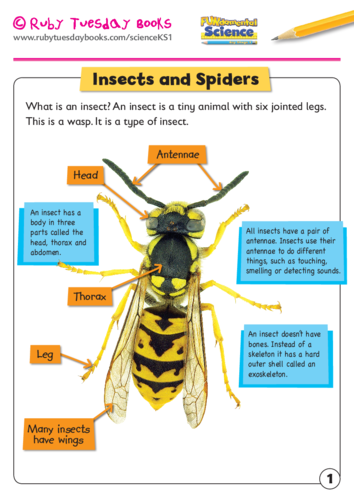 Insects and spiders