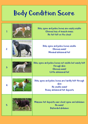 Animal Care: Body Condition Scoring