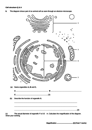 Eukaryotic cells AS level