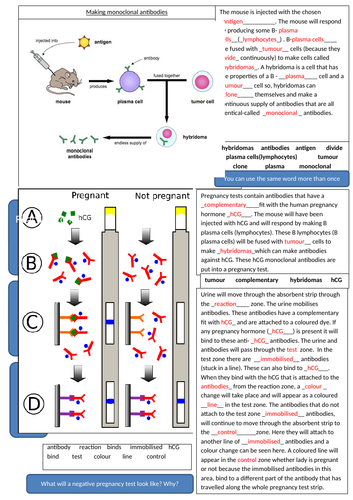 How Do Monoclonal Antibodies Work In Pregnancy Tests Pregnancywalls 3708